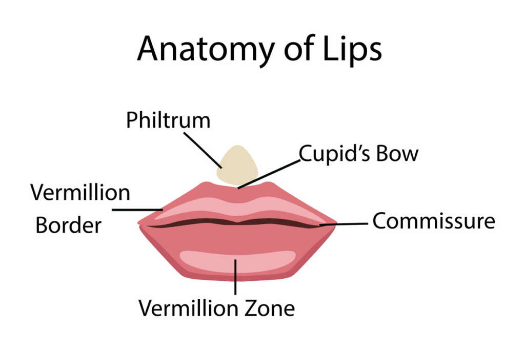 Anatomy of lips